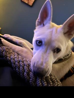 Enlarge Niko, a ADOPTABLE mixed breed in Carneys Point, NJ image 6/6