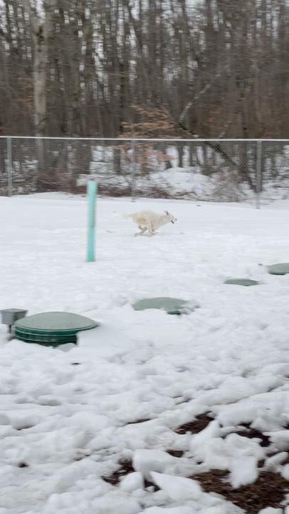 Enlarge Niko, a ADOPTABLE mixed breed in Carneys Point, NJ video 5/6
