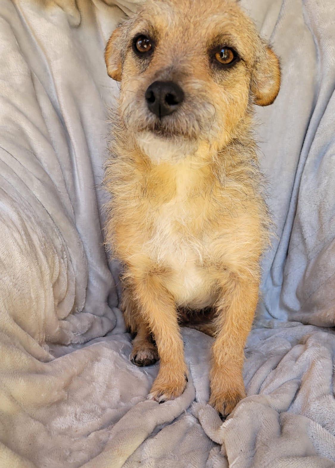 Enlarge Katie, a ADOPTABLE mixed breed in Sherwood, OR image 6/6