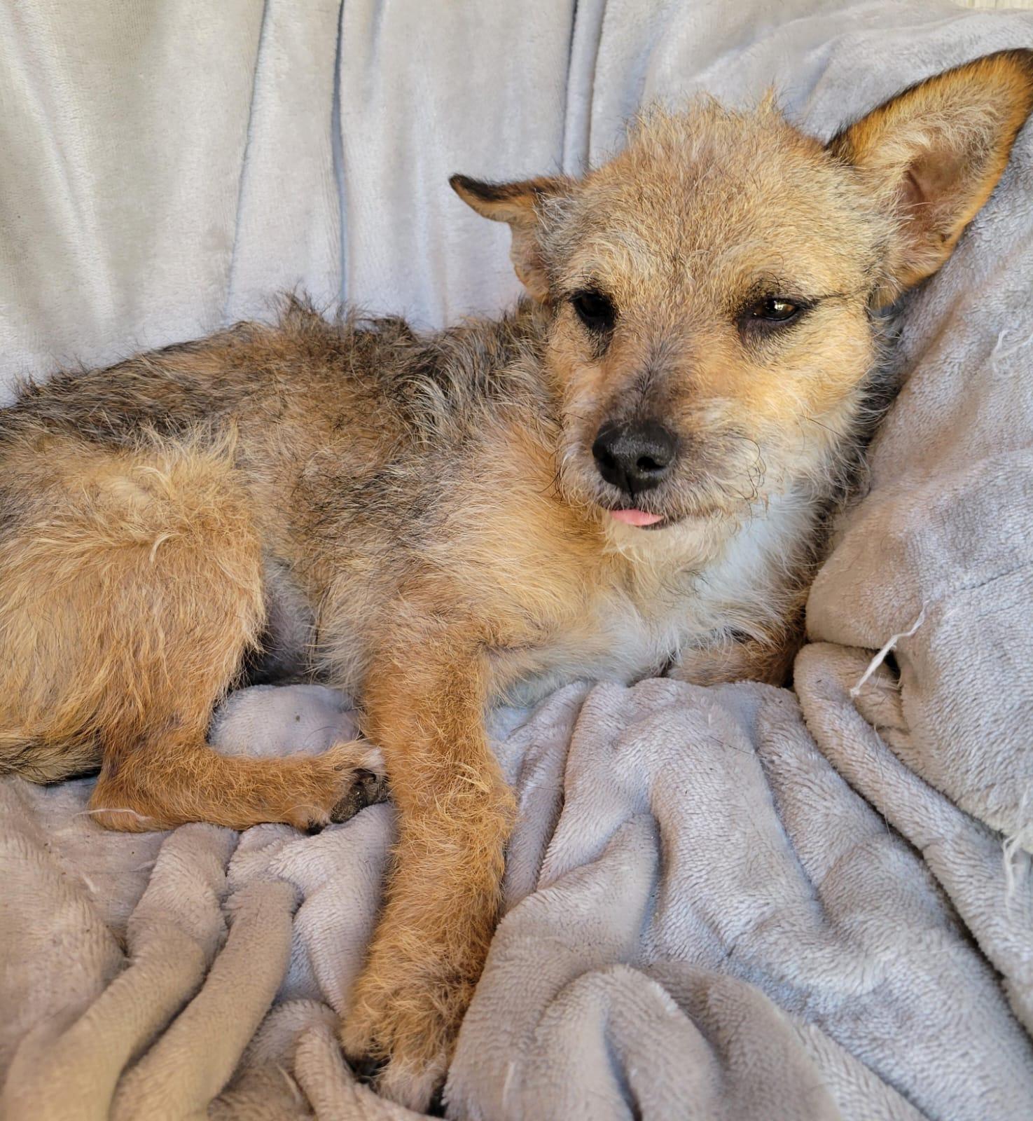 Enlarge Katie, a ADOPTABLE mixed breed in Sherwood, OR image 5/6