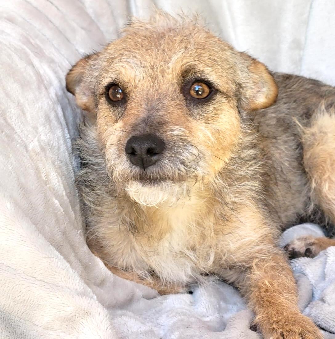 Enlarge Katie, a ADOPTABLE mixed breed in Sherwood, OR image 3/6