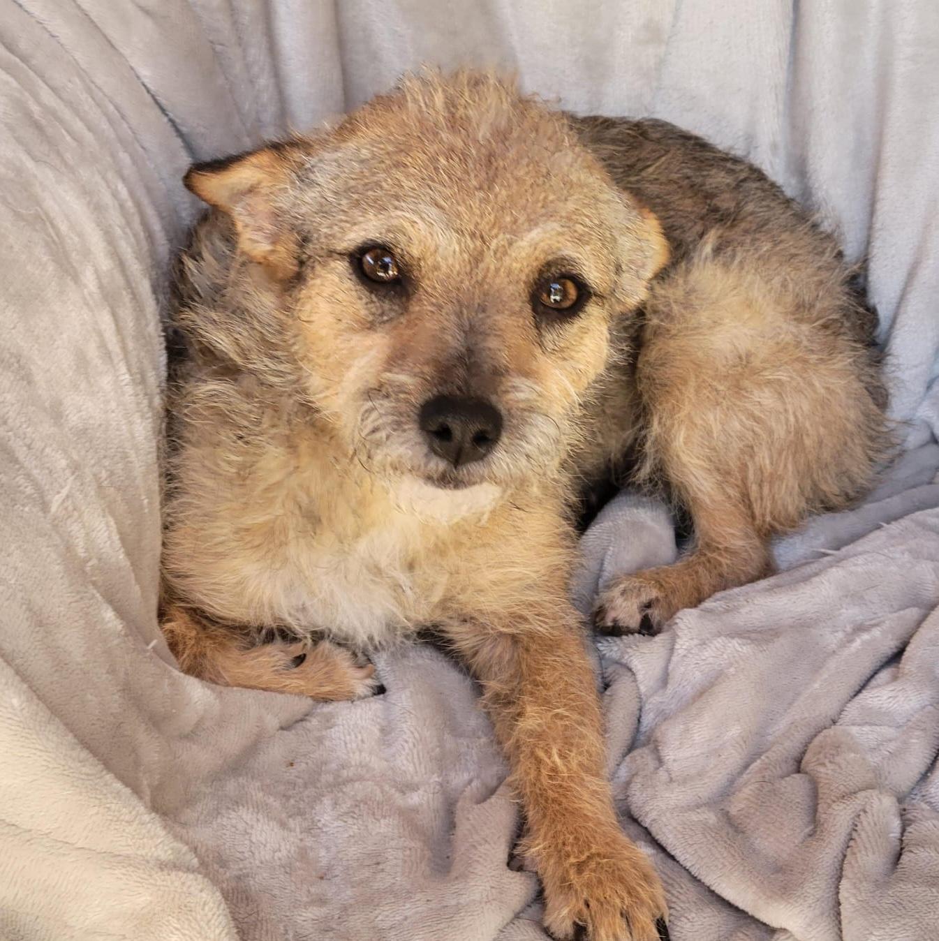 Enlarge Katie, a ADOPTABLE mixed breed in Sherwood, OR image 1/6