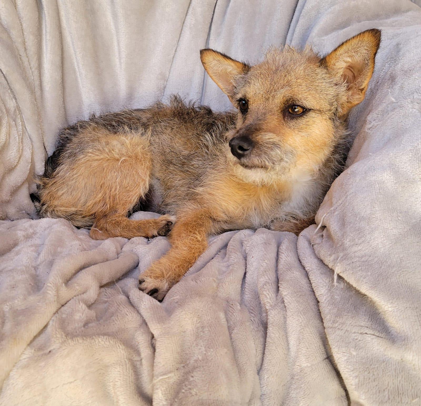 Enlarge Katie, a ADOPTABLE mixed breed in Sherwood, OR image 4/6