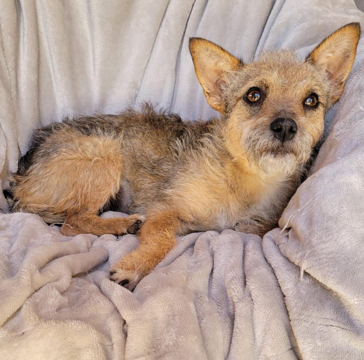 Enlarge Katie, a ADOPTABLE mixed breed in Sherwood, OR image 2/6