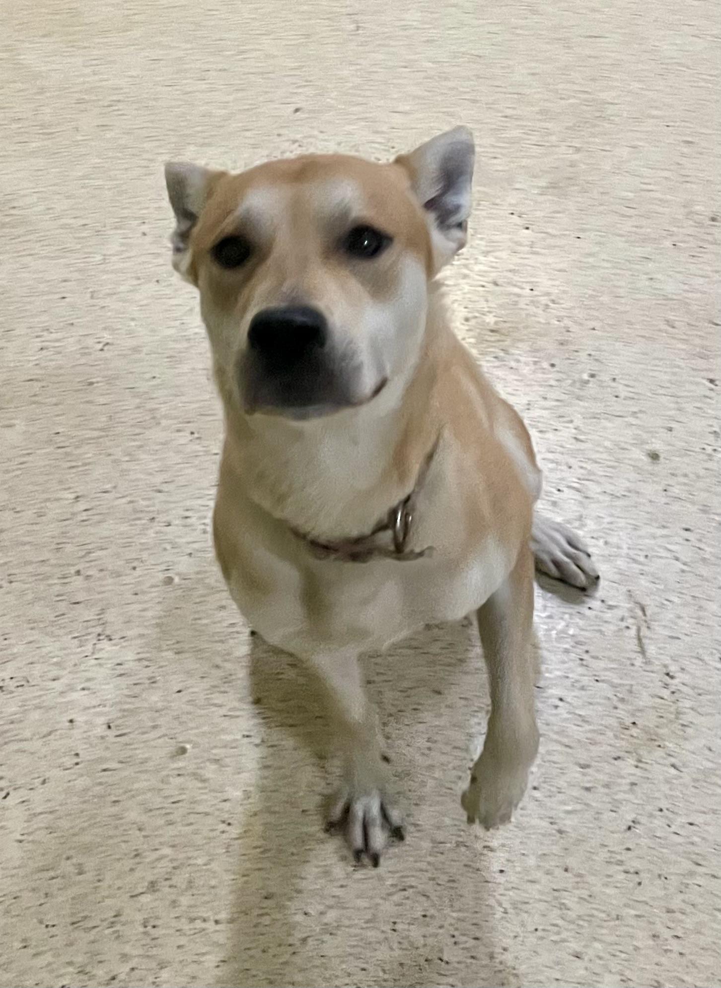Nicholas, Young Male Labrador Retriever