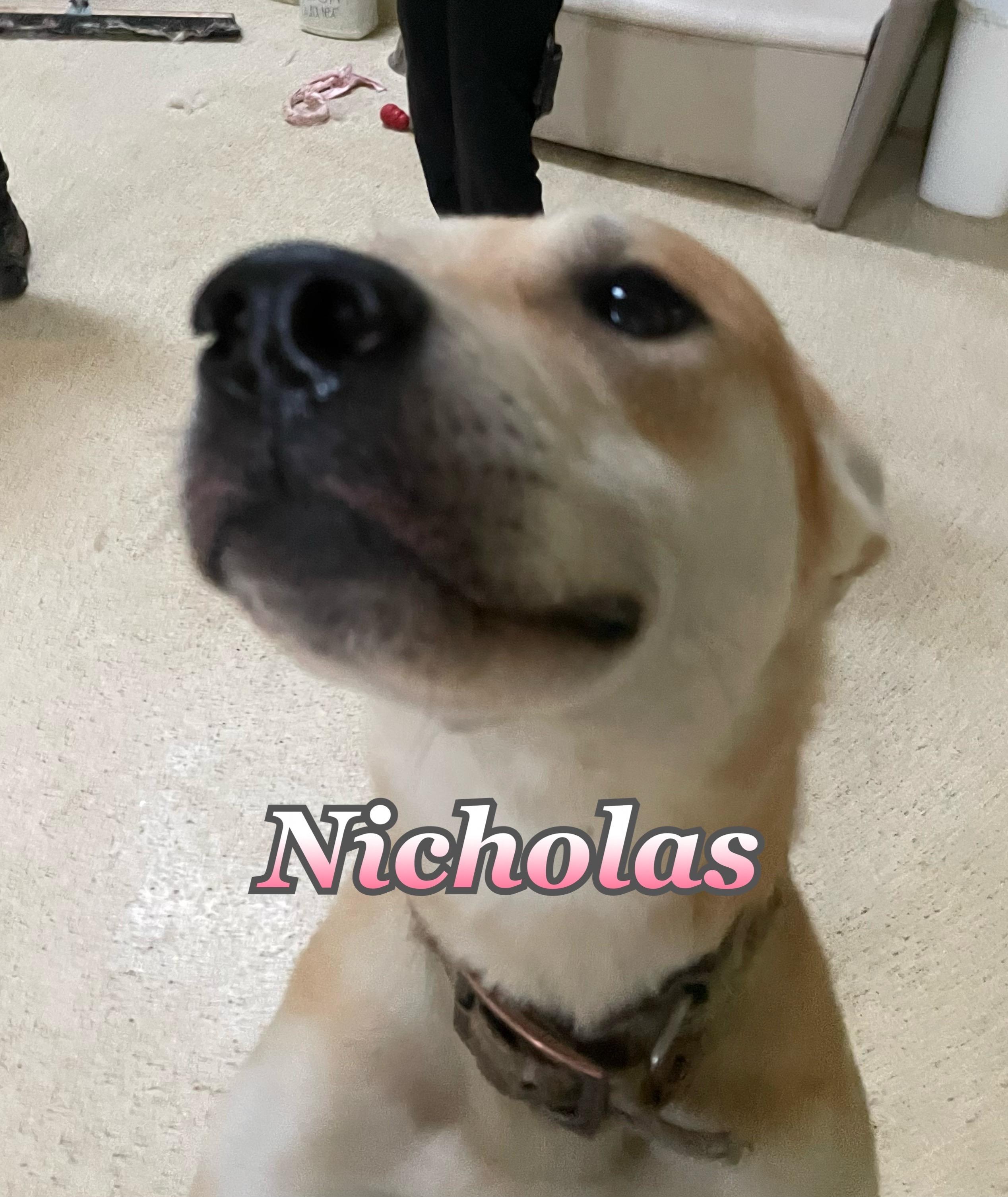Nicholas photo 2