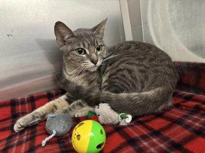 Enlarge Beetlejuice, a Adoptable mixed breed in New Orleans, LA image 1/1