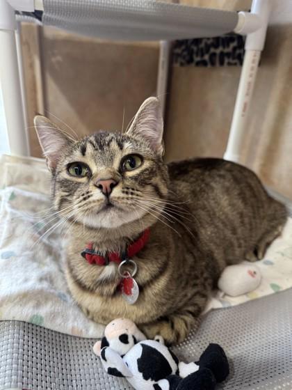 Happy- BONDED TO BASHFUL, adopted, Young Female Domestic Short Hair.