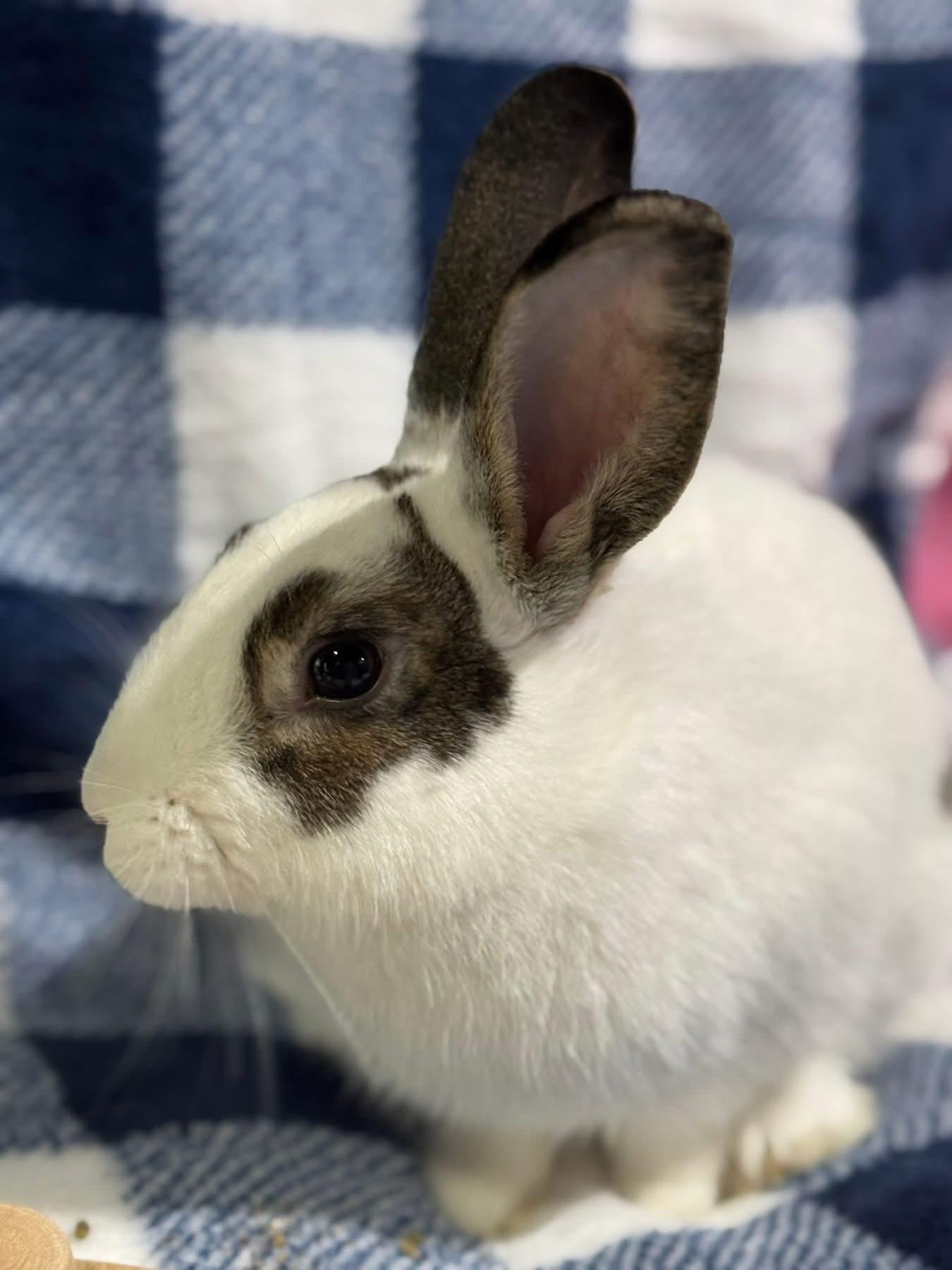 Enlarge King Tut, a Adoptable Netherland Dwarf in St. Charles, MO image 1/5