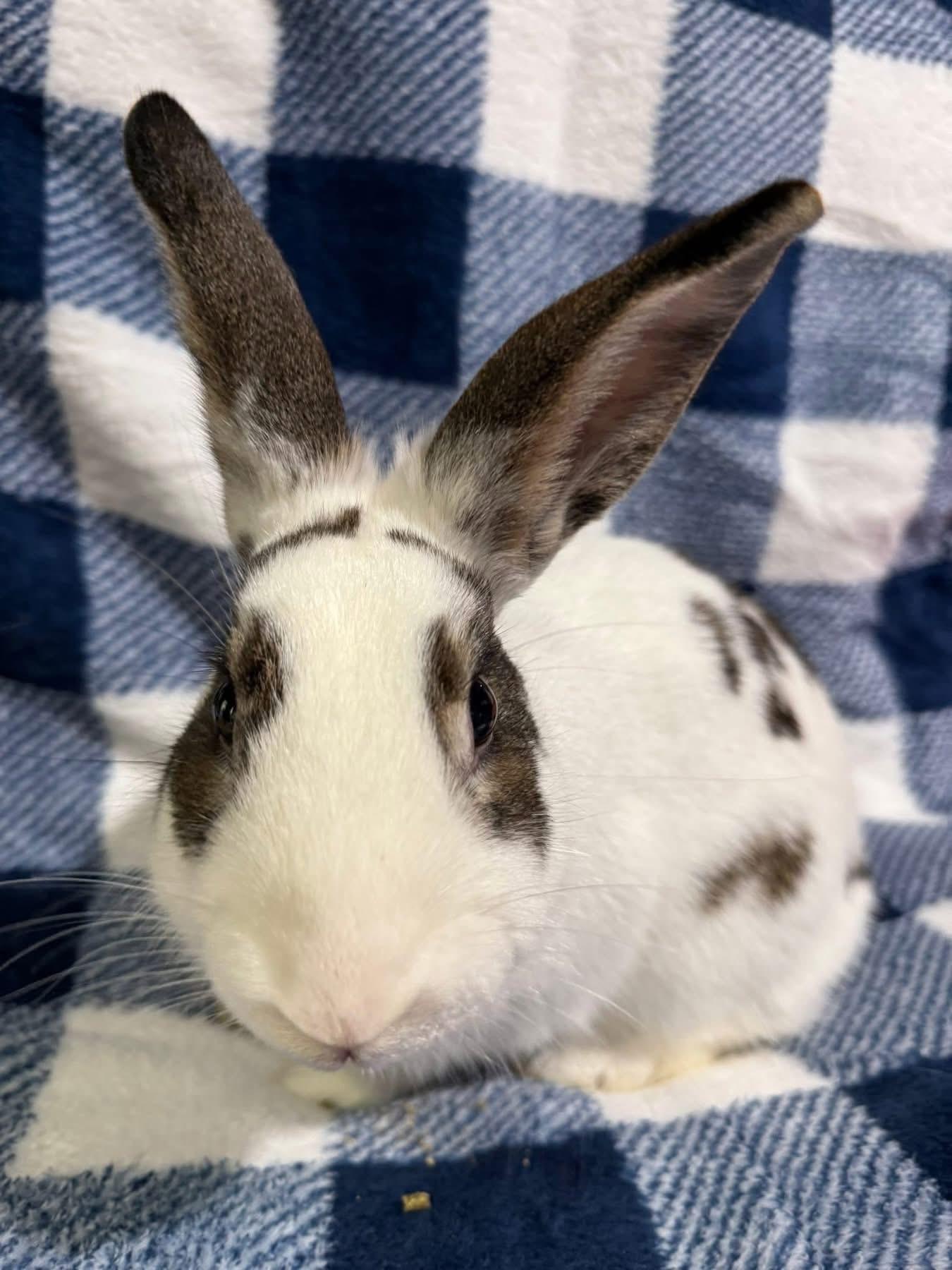 Enlarge King Tut, a Adoptable Netherland Dwarf in St. Charles, MO image 2/5