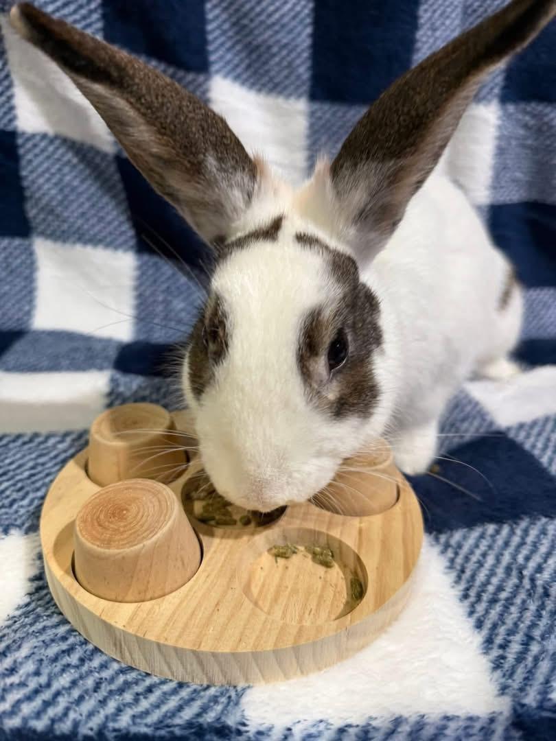 Enlarge King Tut, a Adoptable Netherland Dwarf in St. Charles, MO image 3/5