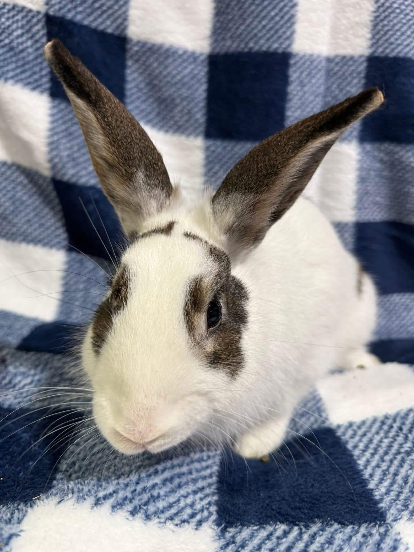 Enlarge King Tut, a Adoptable Netherland Dwarf in St. Charles, MO image 4/5