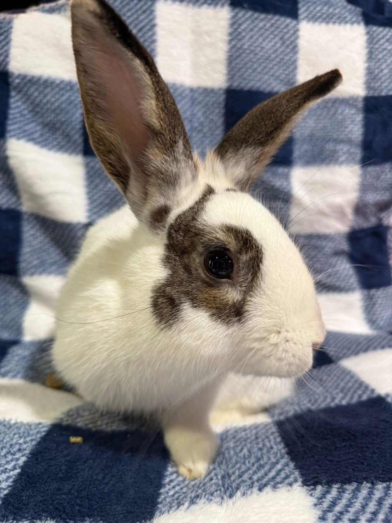 King Tut, Adoptable, Adult Male Netherland Dwarf.