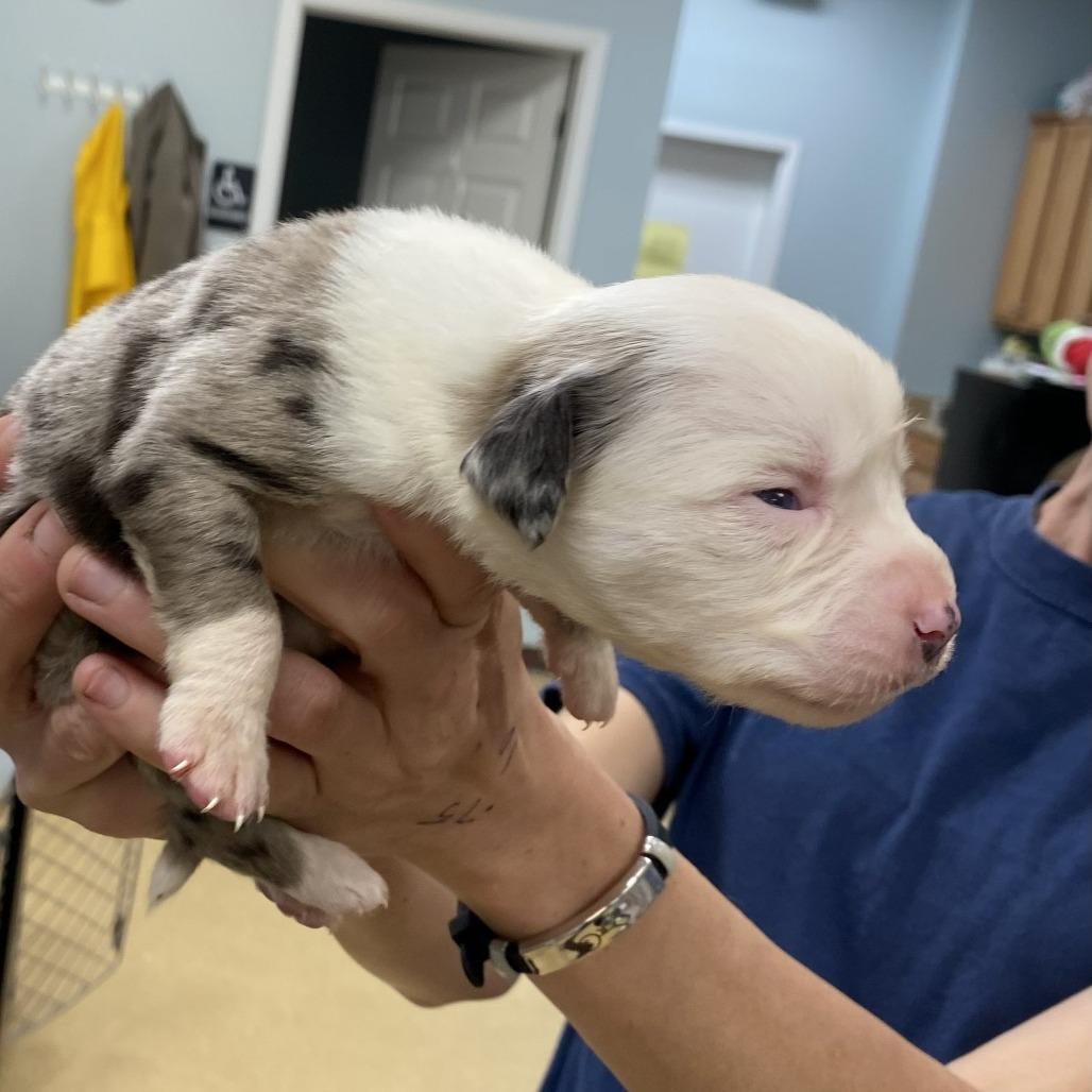 Peggy, Adoptable, Puppy Female Catahoula Leopard Dog & Mixed Breed.