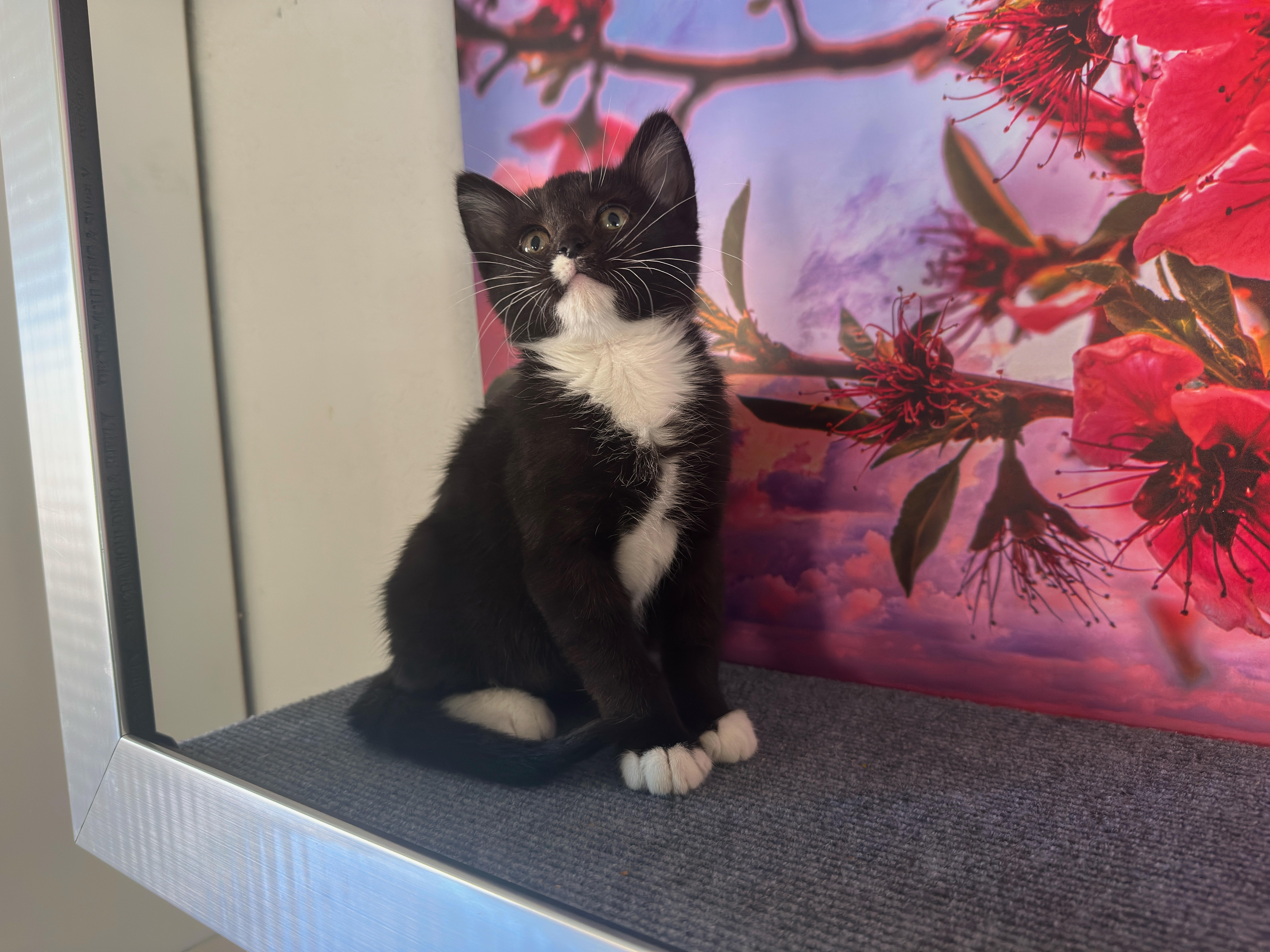 Enlarge Oreo (F), a Adoptable Domestic Medium Hair in Los Angeles, CA image 1/5