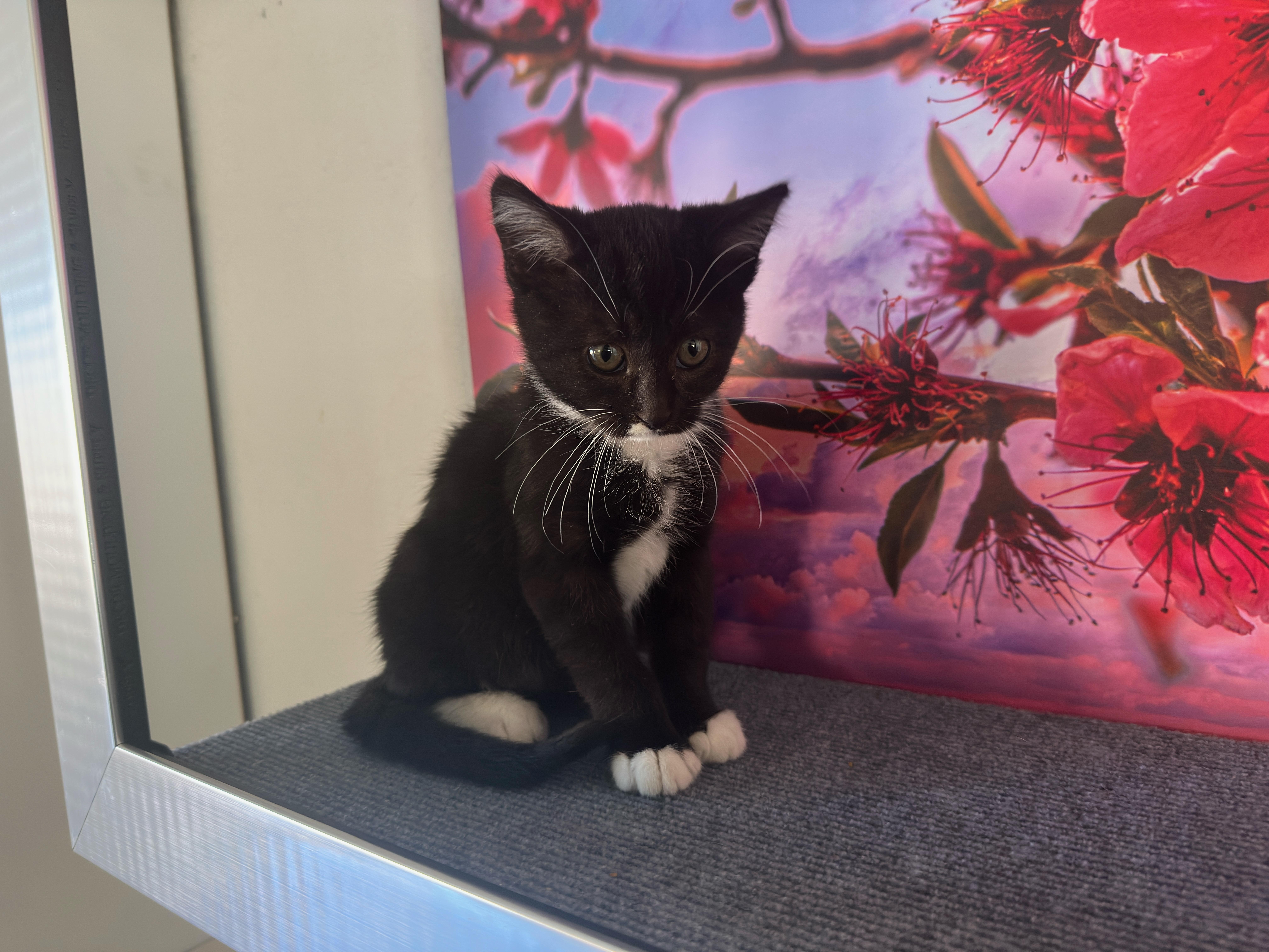 Enlarge Oreo (F), a Adoptable Domestic Medium Hair in Los Angeles, CA image 2/5