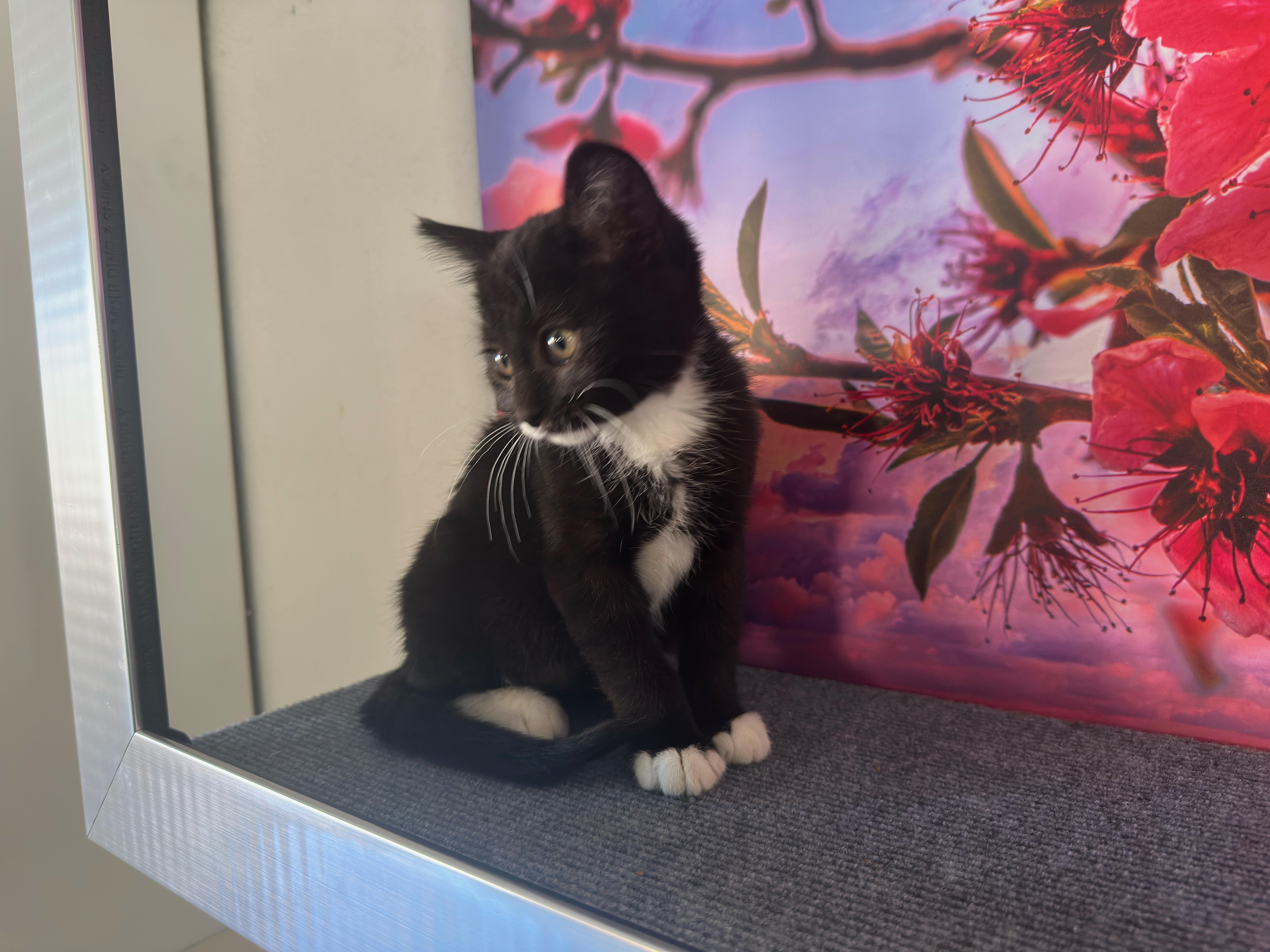 Enlarge Oreo (F), a Adoptable Domestic Medium Hair in Los Angeles, CA image 3/5