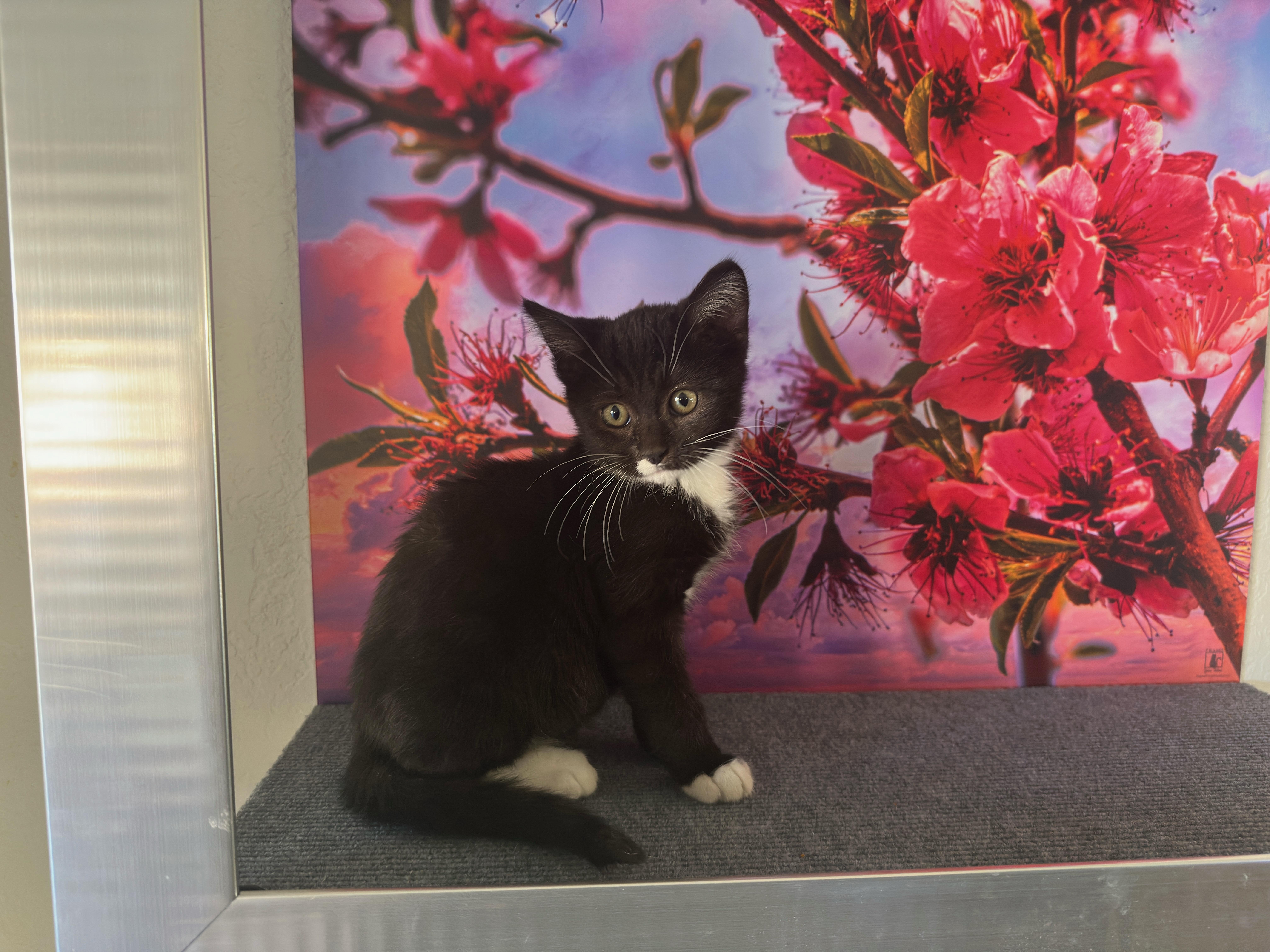 Enlarge Oreo (F), a Adoptable Domestic Medium Hair in Los Angeles, CA image 4/5