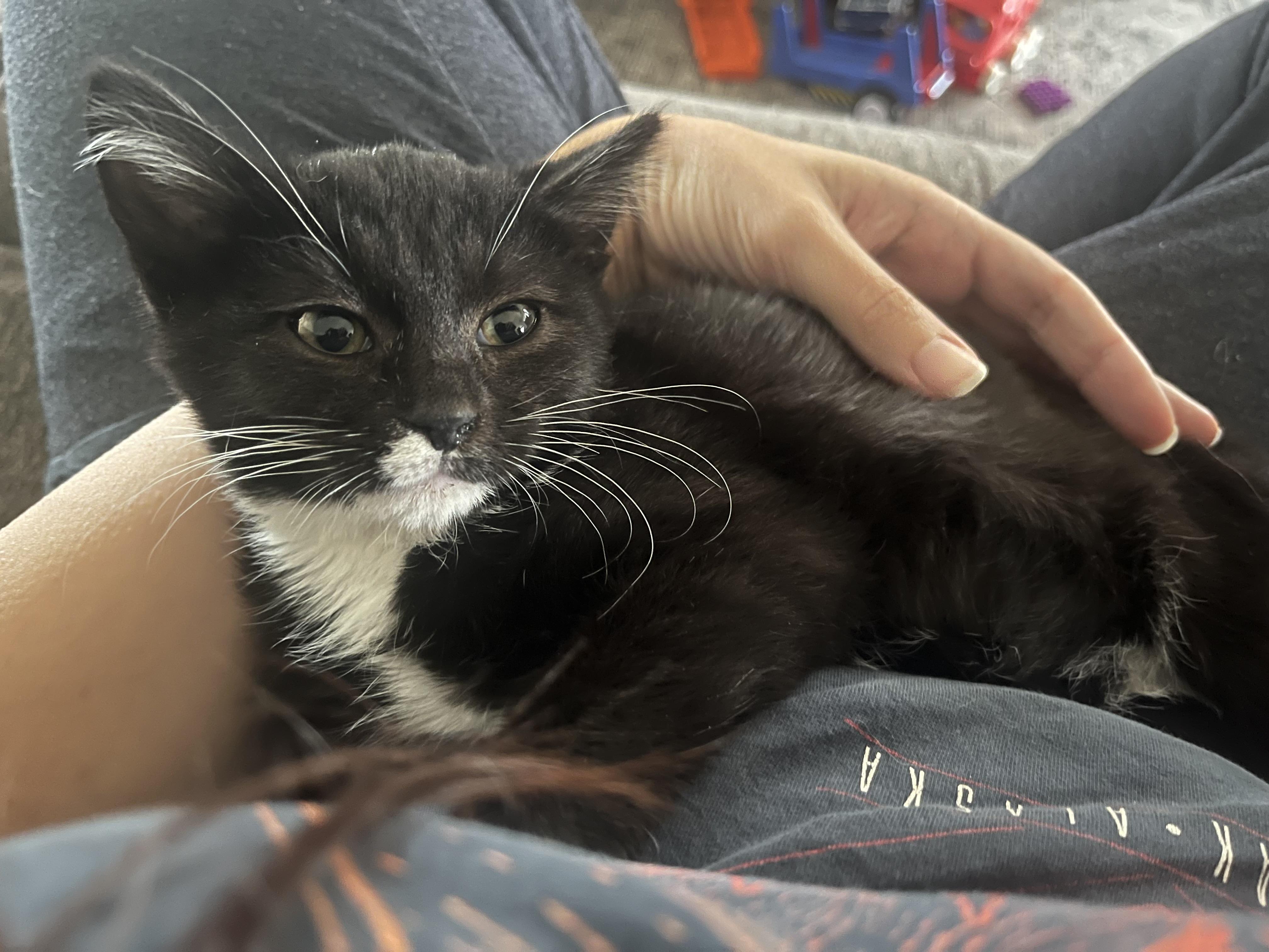 Enlarge Oreo (F), a Adoptable Domestic Medium Hair in Los Angeles, CA image 5/5