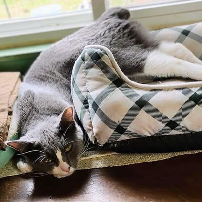 Sebastian, a Adoptable Domestic Short Hair in Murfreesboro, TN image 1/3