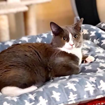 Sebastian, a Adoptable Domestic Short Hair in Murfreesboro, TN image 3/3