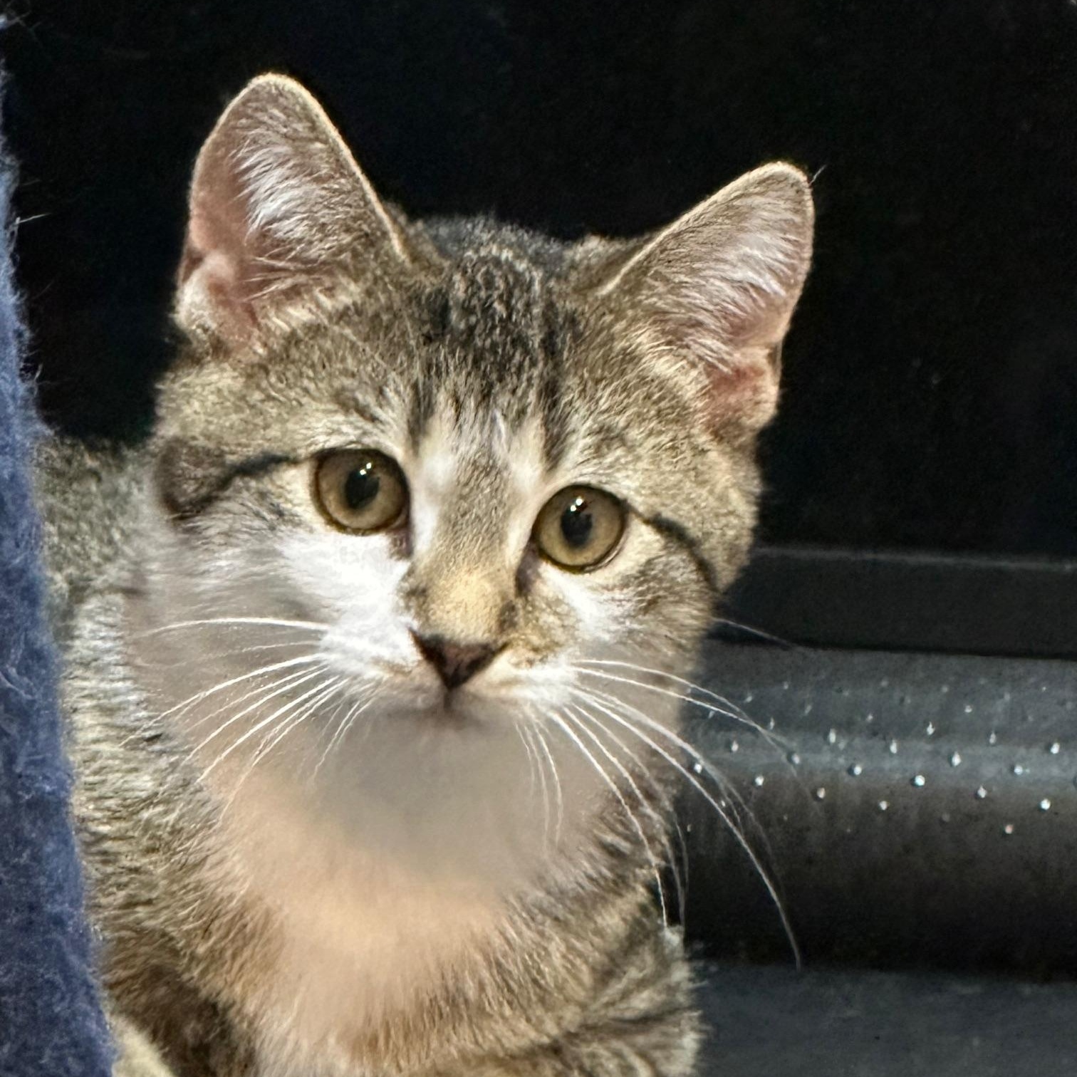 Bridget, Adoptable, Kitten Female Tabby & Domestic Short Hair.