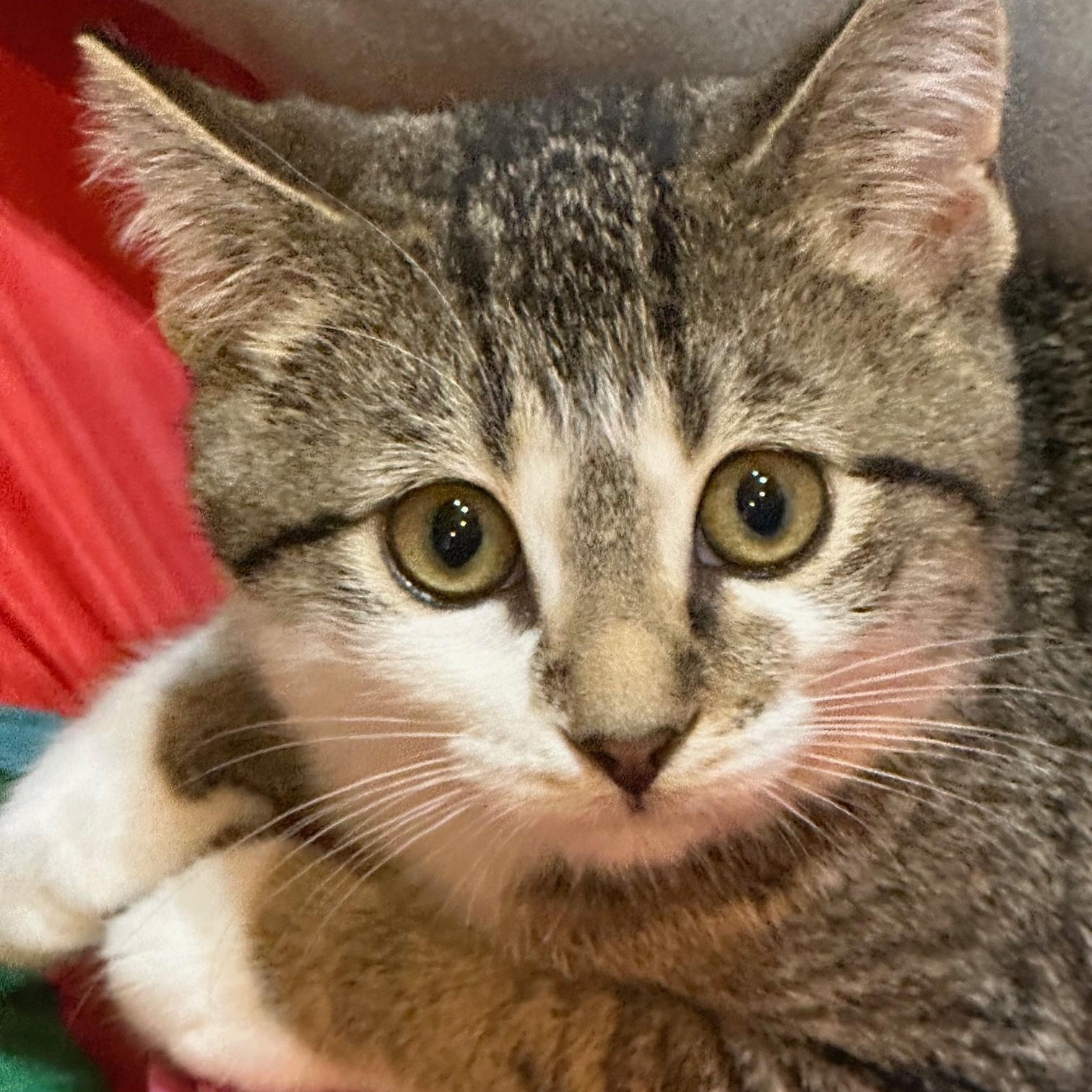 Bridget, Adoptable, Kitten Female Tabby & Domestic Short Hair.