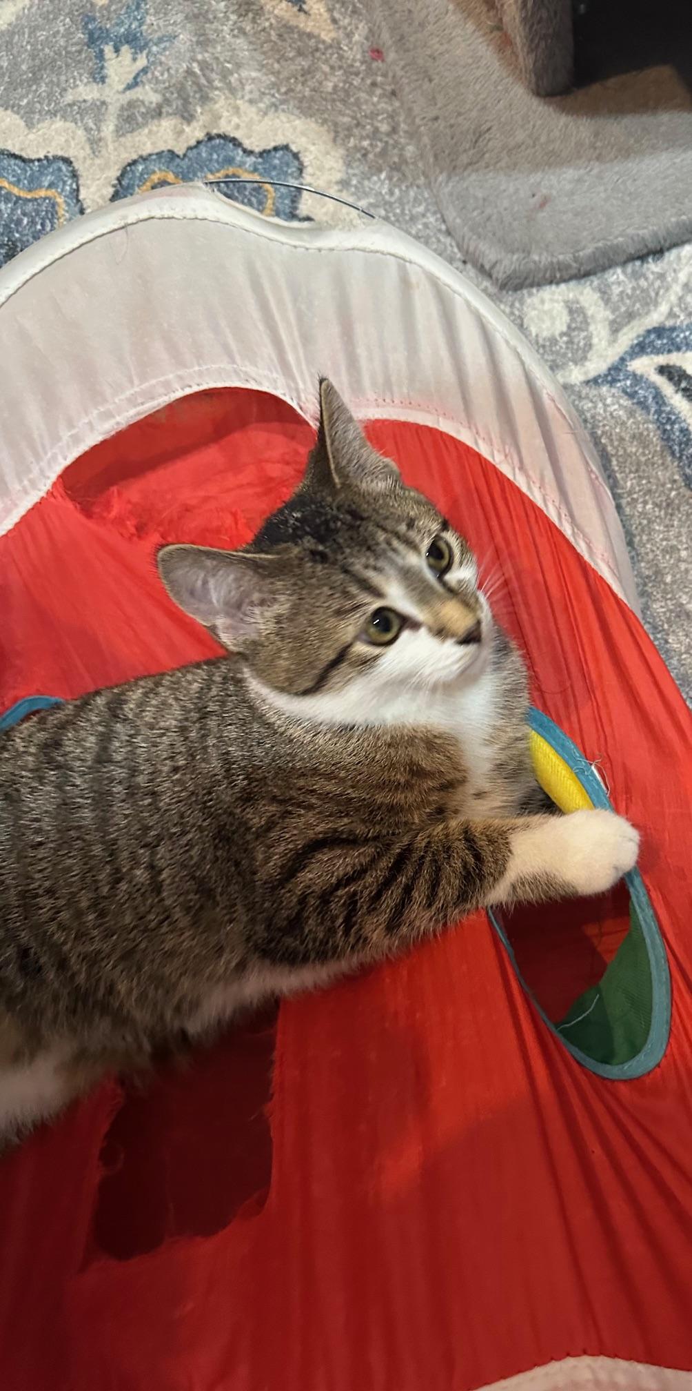 Enlarge Bridget, a Adoptable mixed breed in Villa Park, IL image 4/4