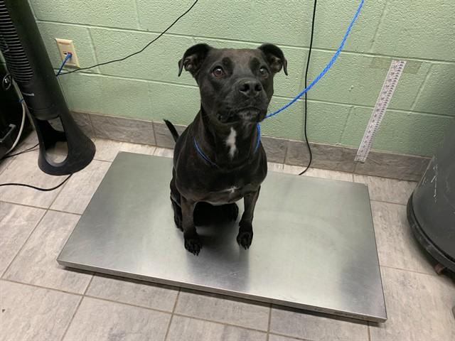 Enlarge PRESTO, a Adoptable mixed breed in Grand Prairie, TX image 1/1