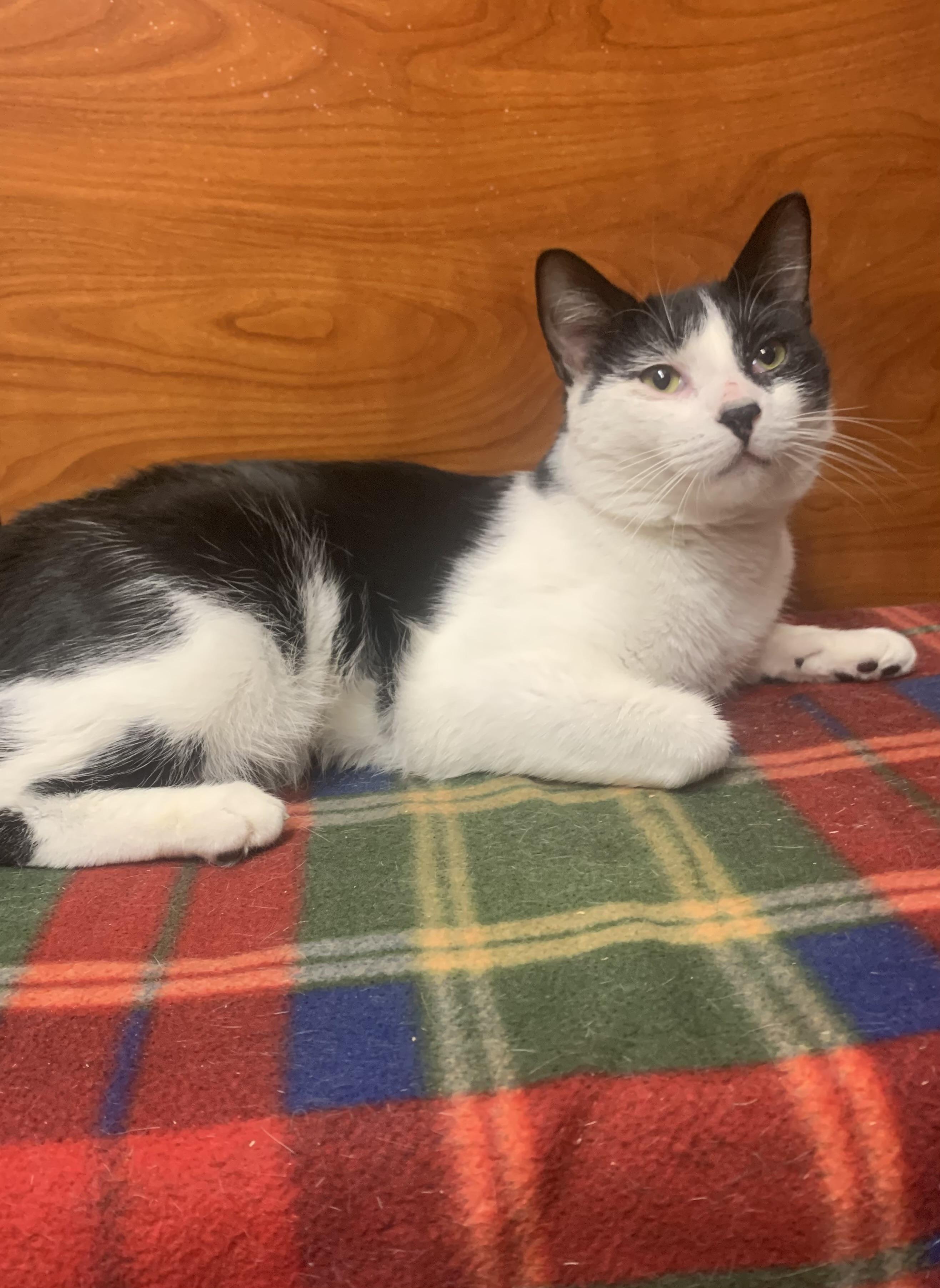 Chipper, ADOPTABLE, Young Male Domestic Short Hair.