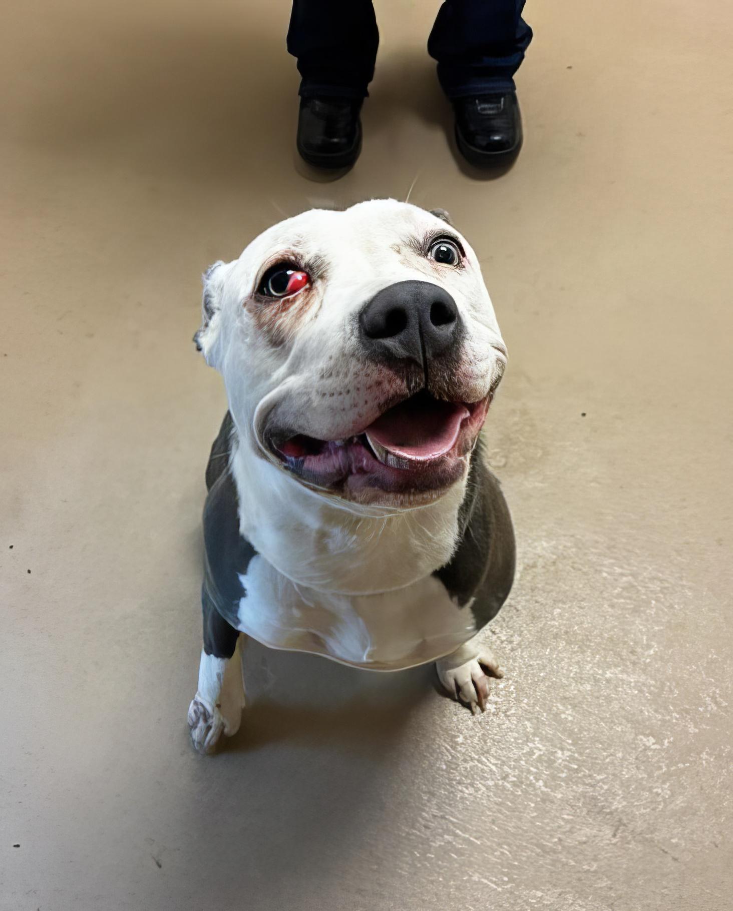 Enlarge Poppi, a ADOPTABLE Mixed Breed in Nashville, TN image 2/2