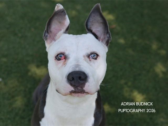 Poppi, ADOPTABLE, Adult Female Mixed Breed.