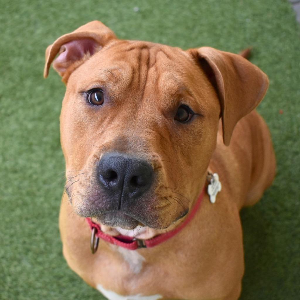 Enlarge Woofgang, a Adoptable Pit Bull Terrier in Saint Petersburg, FL image 1/3