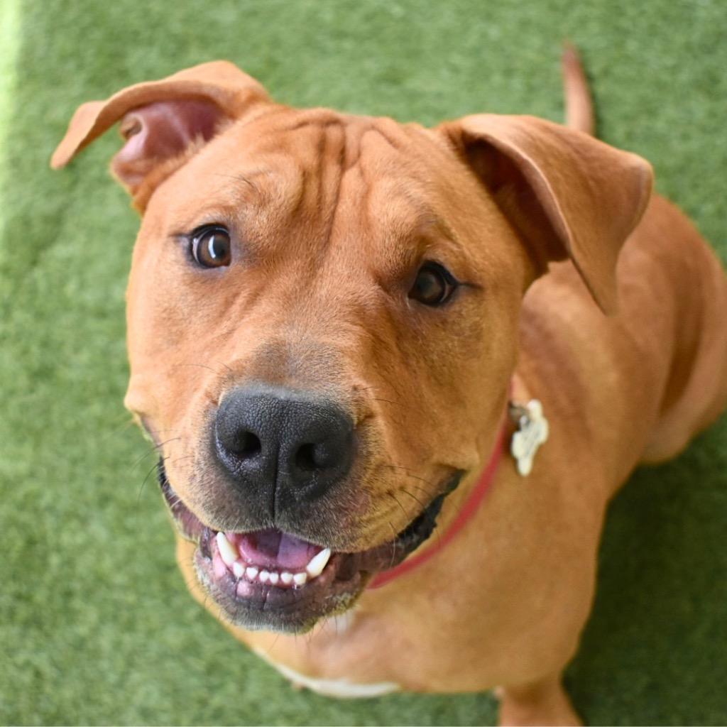 Enlarge Woofgang, a Adoptable Pit Bull Terrier in Saint Petersburg, FL image 2/3