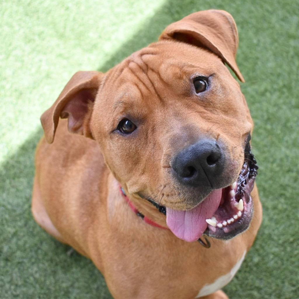Enlarge Woofgang, a Adoptable Pit Bull Terrier in Saint Petersburg, FL image 3/3