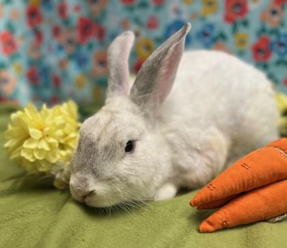 Sterling, Adoptable, Adult Male American.