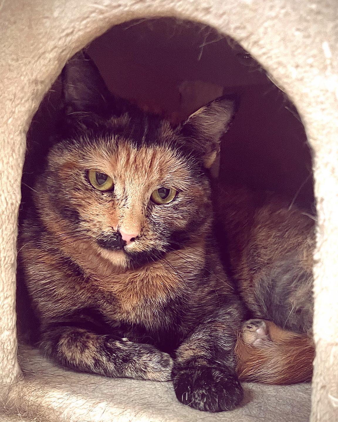 Tortie, a Adoptable Domestic Short Hair in Waltham, MA image 3/3