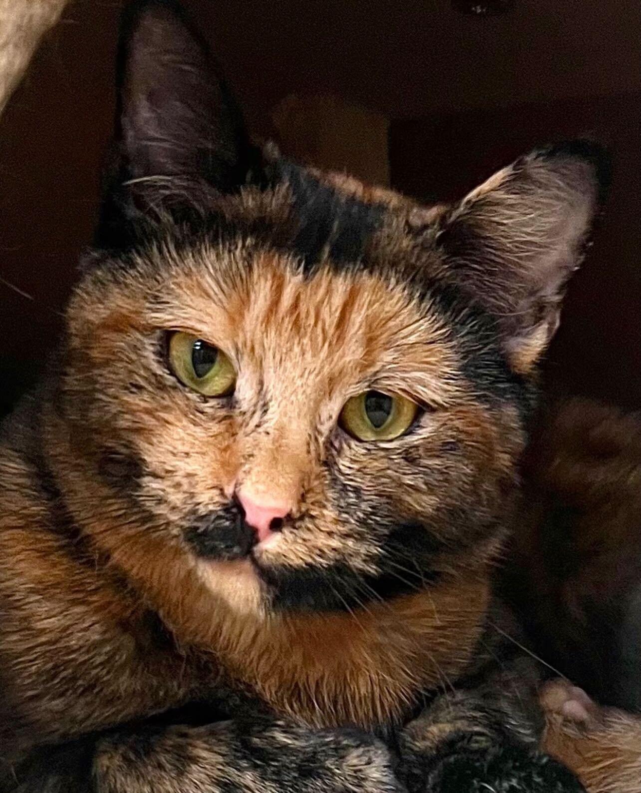 Tortie, a Adoptable Domestic Short Hair in Waltham, MA image 1/3