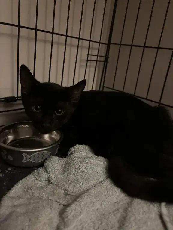 Kellye, Adoptable, Kitten Female Domestic Short Hair.