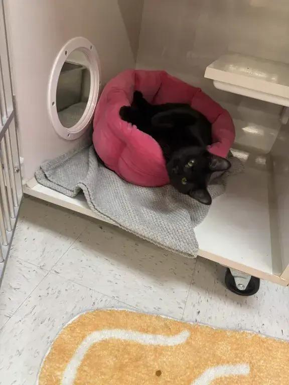 Kellye, Adoptable, Kitten Female Domestic Short Hair.