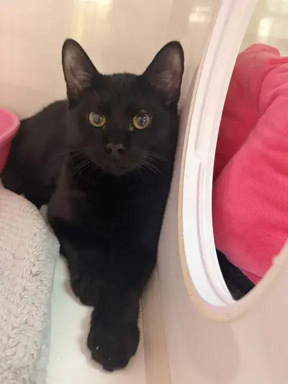Kellye, Adoptable, Kitten Female Domestic Short Hair.