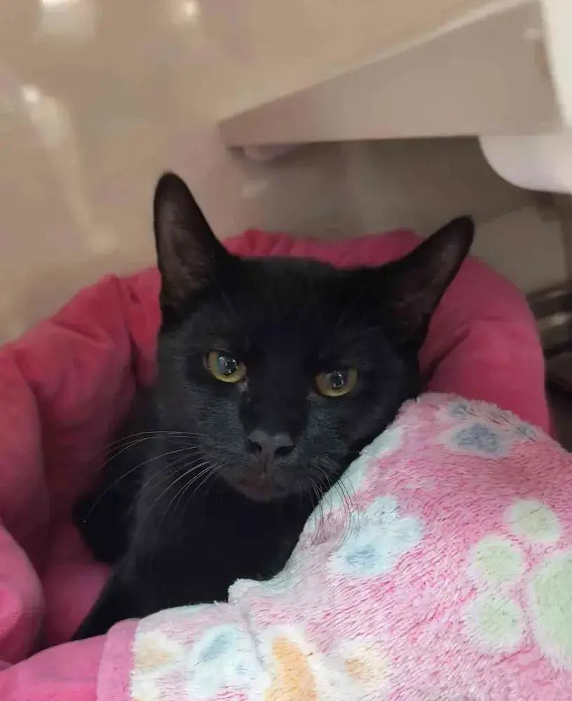 Enlarge Kellye, a Adoptable Domestic Short Hair in Grand Rapids, MI image 2/5