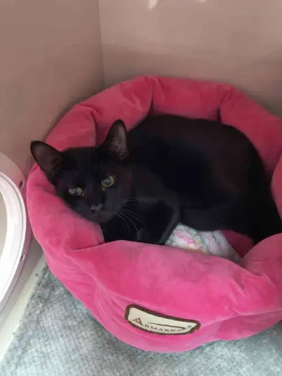 Enlarge Kellye, a Adoptable Domestic Short Hair in Grand Rapids, MI image 3/5