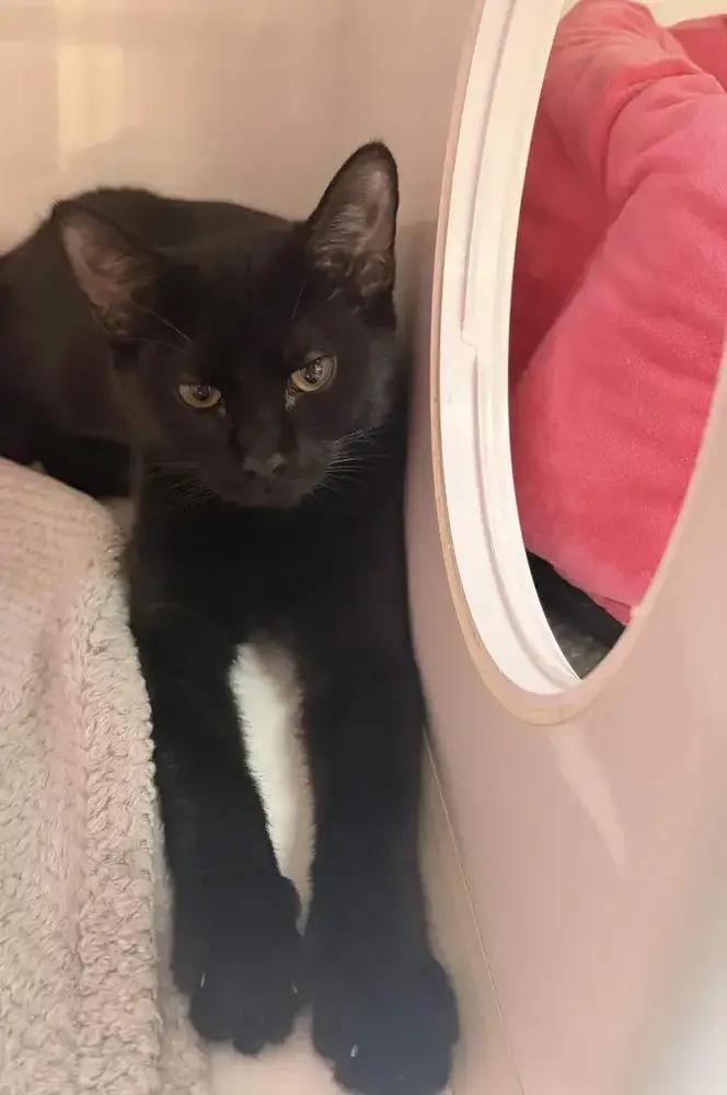 Enlarge Kellye, a Adoptable Domestic Short Hair in Grand Rapids, MI image 4/5