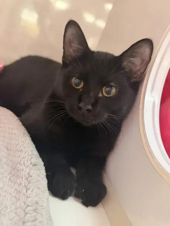 Enlarge Kellye, a Adoptable Domestic Short Hair in Grand Rapids, MI image 5/5
