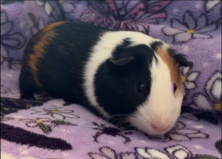 Enlarge Orlando, a Adopted Guinea Pig in Amherst, NY image 1/1