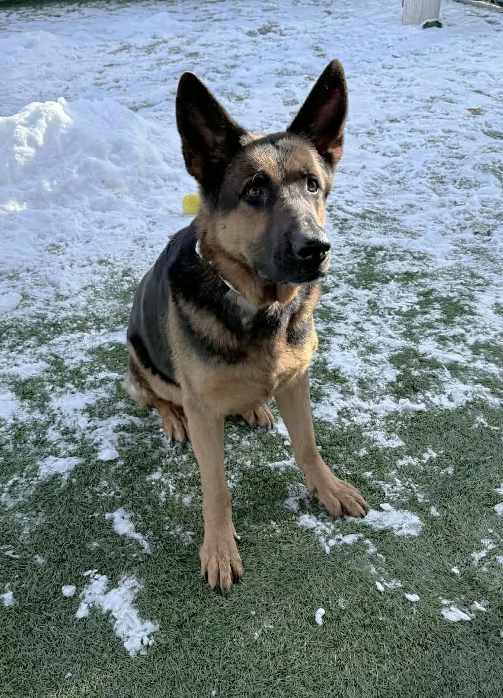 Dax , an adopted German Shepherd Dog in Sparta, WI image 4/4