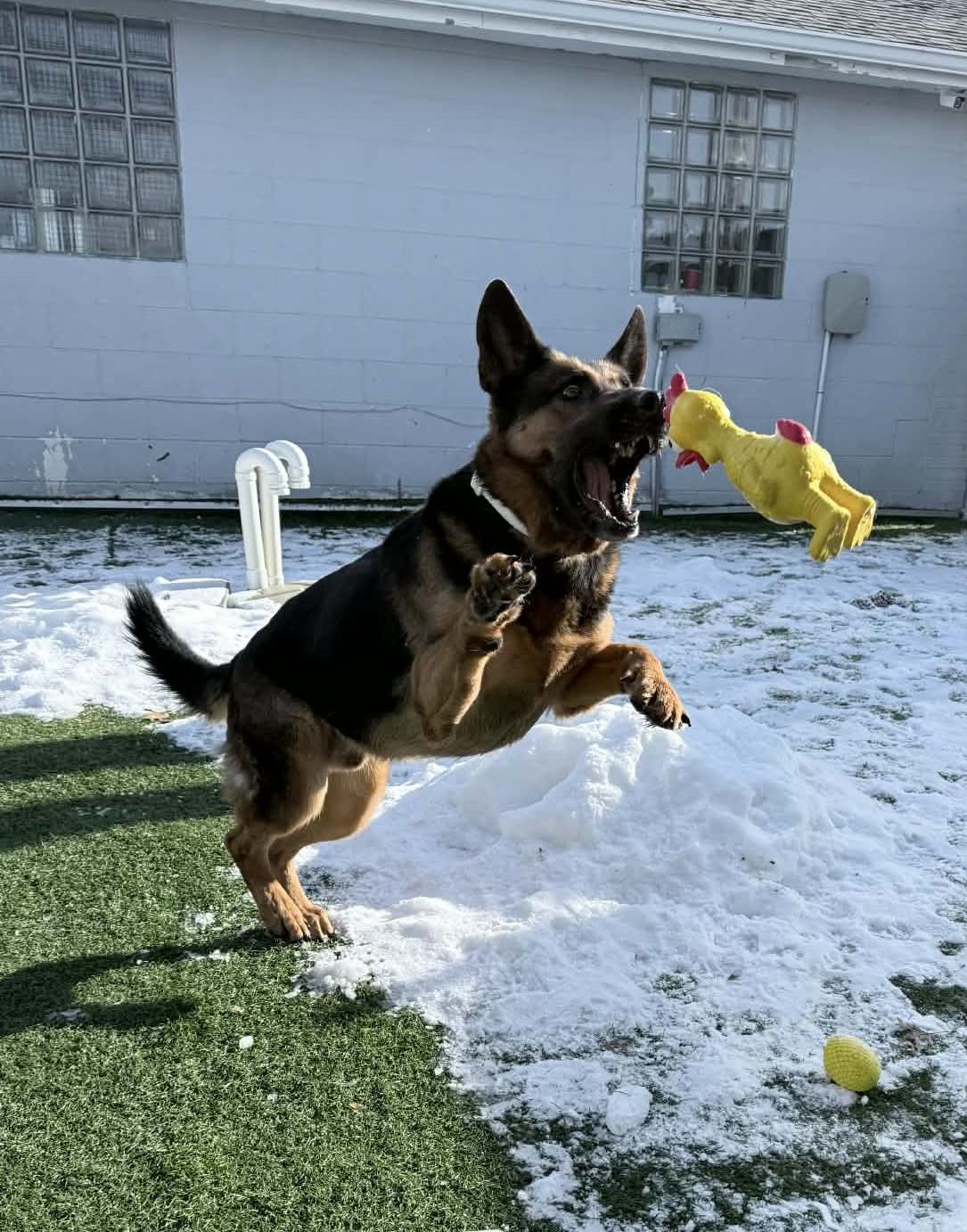 Dax , an adopted German Shepherd Dog in Sparta, WI image 3/4