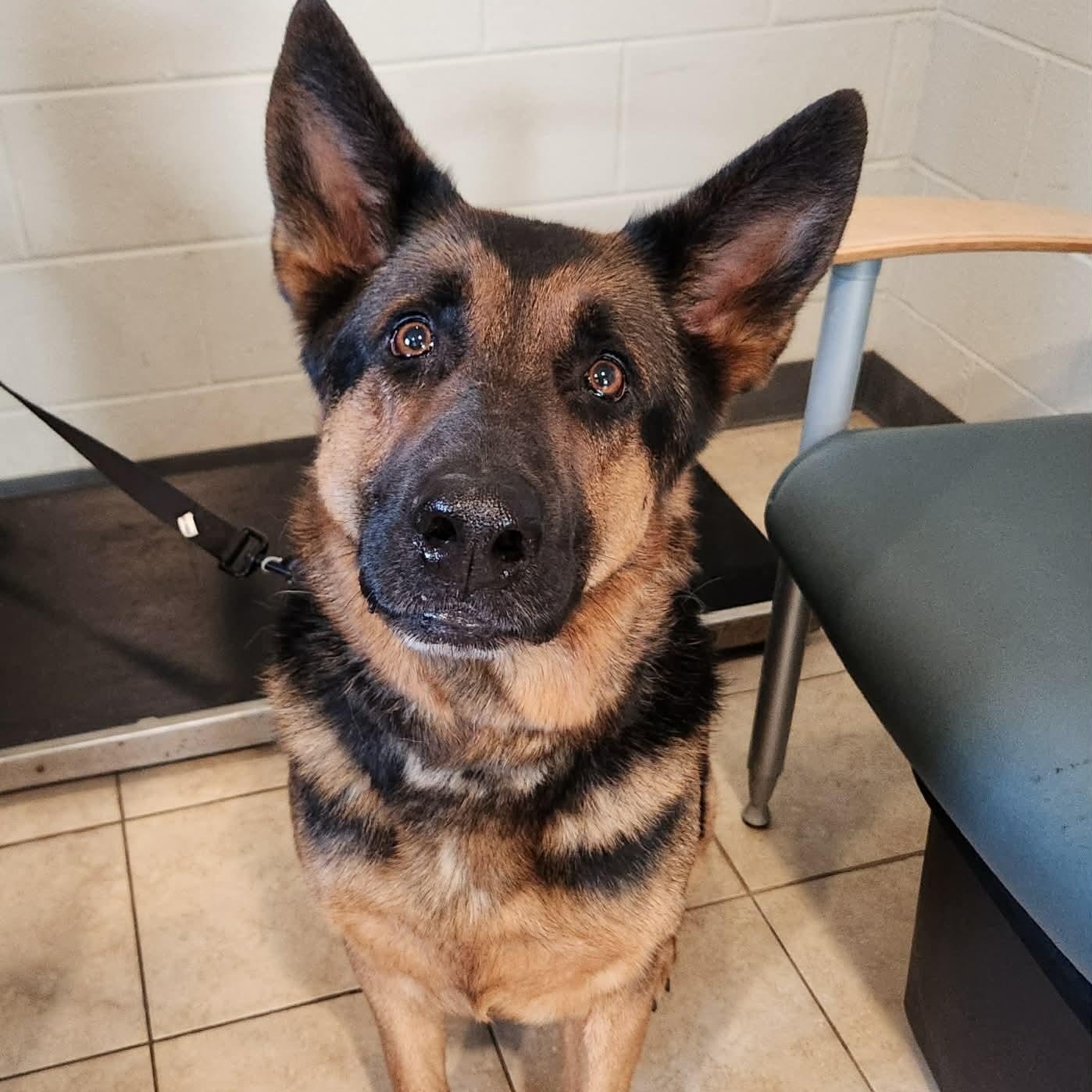 Dax , ADOPTABLE, Adult Male German Shepherd Dog.