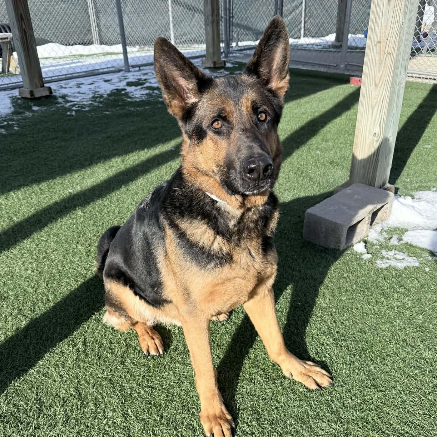 Dax , an adopted German Shepherd Dog in Sparta, WI image 1/4